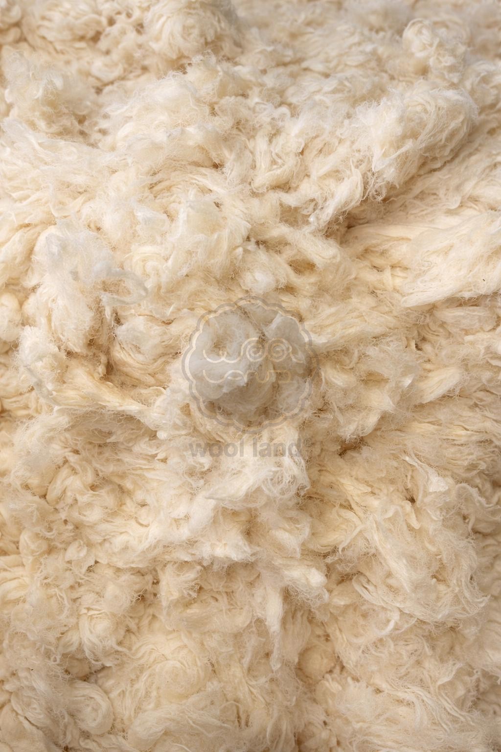 Close-up of fluffy white sheep wool